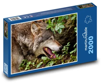 Obrázok produktu pre Puzzle 2000 Vlk v Zelenom Lese - martinpuzzle