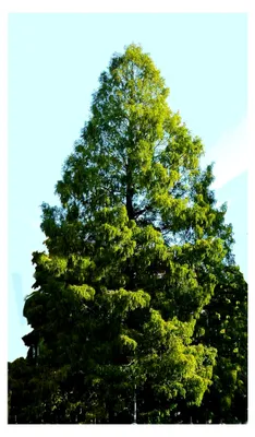 Produktbild von Anzuchtset Urwelt-Mammutbaum (Metasequoia glyptostroboides) 200 Samen