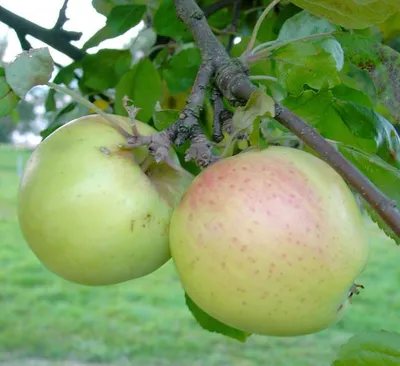 Produktbild von Grahams Jubiläumsapfel, Spätsommer- Apfel Halbstamm 150-170 cm C10 MM 111