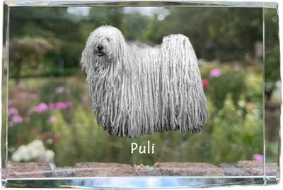 Produktbild von Puli - Kristall mit einem Hundebild, Bild im Glas, moderne Ausstellung des Art-Dog-Bildes.
