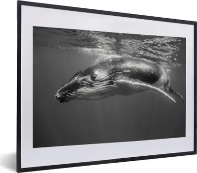 Produktbild von MuchoWow® MuchoWow® Gerahmtes Poster Ein Schwarz-Weiß-Bild eines Buckelwals 40x30 cm - Poster mit zchwarzem Bilderrahmen - Bilderrahmen - Poster im Rahmen