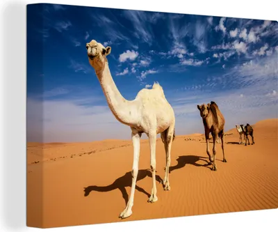 Produktbild von OneMillionCanvasses® - Leinwandbilder - 140x90 cm, Kamel in Dahnaa, Wandbilder Kunstdruck Wanddekoration - Foto auf Leinwand - Gemälde auf Holzrahmen