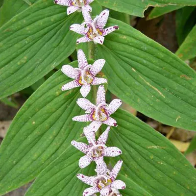 Obrázek produktu pro 6 x japonská lilie - Tricyrtis hirta | květináč 9 cm x 9 cm