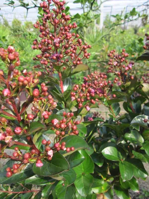 Produktbild von Lagerstroemia indica Berry Dazzle - Hochstamm - Chinesische Kräuselmyrte - Indianerflieder