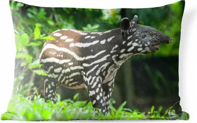 Produktbild von MuchoWow® Outdoor Kissen - Junger Tapir im Dschungel - 50x30 cm - Wetterfest - Lounge Kissen - Sofa kissen - Wohnzimmer Dekoration