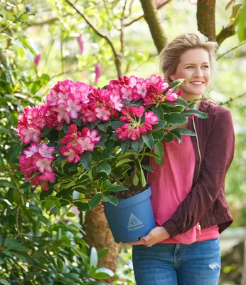 Produktbild von BALDUR Garten 1x Rhododendron XXL®, Pflanze im 3 Liter-Topf, enorm große zweifarbige Blüten, karminroter Rand, weißes Blütenherz, ideal für Balkon & Terrasse, winterhart, immergrün
