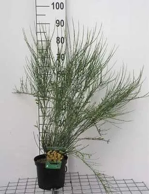 Image de Cytisus praec. 'Allgold' - Genêt Allgold 40- 60 cm conteneur
