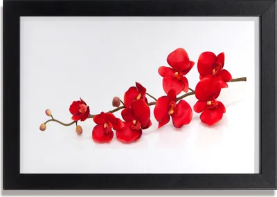 Produktbild von Bild 30x20 MDF-Rahmen Wandkunst Blumen Pflanzen