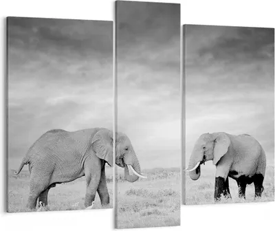 Produktbild von Bild auf Leinwand - Leinwandbild - 3 Teile - Elefanten Schwarzweiß Safari - 95x80cm - Wand Bild - Wanddeko - Wandbilder - Leinwanddruck - Bilder - Wanddekoration - Leinwand bilder - CB95x80-4186