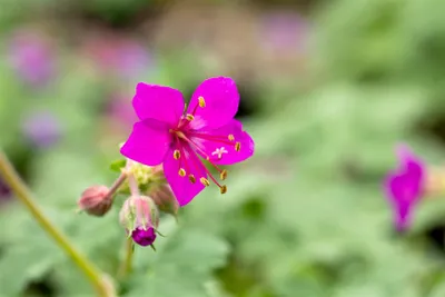Produktbild von Geranium macrorrhizum 'Czakor', Balkan-Storchschnabel, purpurrot, ca. 9x9 cm Topf