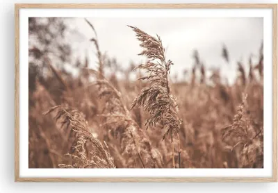 Produktbild von Gerahmtes Poster - Rahmen in heller Eiche - Zuckerrohr Wiese Boho - 91,5x61 cm - Wand Bild - Wanddeko - Wandbilder - Kunstposter - Wandposter - Bilderrahmen - Bilder - Kunstdruck - P2NAA91x61-4709