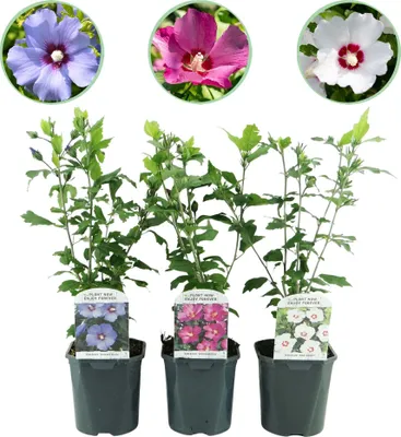 Obrázok produktu pre Záhradný ibištek - Hibiscus syriacus Tricolour - Kvet ružový, biely a modrý - Krík - 3 rastliny - Opadavý - Kvetináč 17cm Výška 45cm