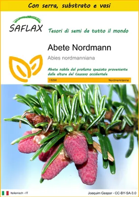 Immagine prodotto di SAFLAX Insieme di coltivazione - Abete Nordmann - 20 semi - Abies