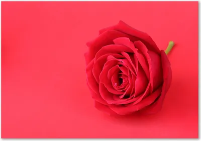 Produktbild von Tulup® Glas-Bild - 100 x 70 - Wandbild aus Glas - Wandkunst - Wandbild hinter gehärtetem Sicherheitsglas - Kunst: modern & klassisch - Rote Rose - Rot