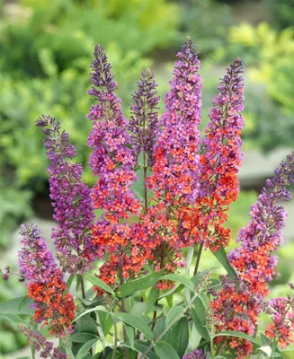 Produktbild von Buddleja davidii 'Flower Power', Schmetterlingsflieder, bunt, 80–100 cm