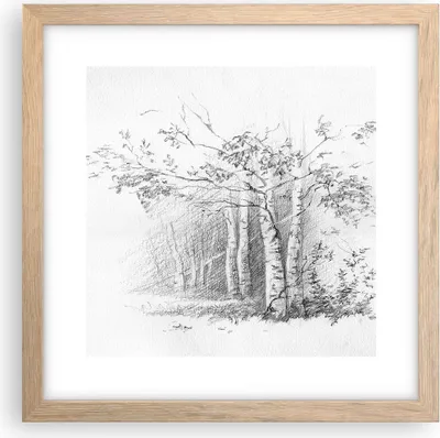 Produktbild von Gerahmtes Poster - Rahmen in heller Eiche - Skizze Wald Birke - 30x30 cm - Wand Bild - Wanddeko - Wandbilder - Wandposter - Bilderrahmen - Bilder - Kunstdruck - Wandbild - P2NAC30x30-4280
