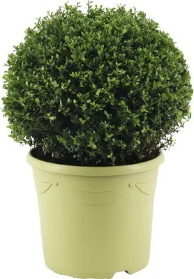 Obrázok produktu pre Cezmína vrúbkovaná guľa FloraSelf Ilex crenata 'Glory Gem' priemer cca 40 cm kvetináč 12 l