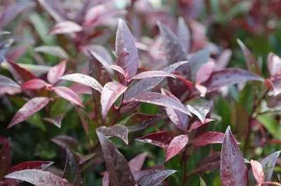 Zdjęcie produktu dla Leucothoe 'Zeblid' ('scarletta') - Traubenheide 30-40 cm - Pojemnik