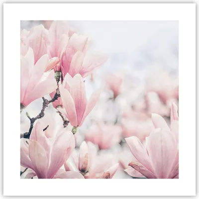 Produktbild von Poster - Poster ohne Rahmen - Magnolie Blumen Rosa - 40x40 cm - Wand Bild - Wanddeko - Wandbilder - Kunstposter - Wandposter - Bilder - Kunstdruck - Wanddekoration - Wandbild - P2XAC40x40-4396