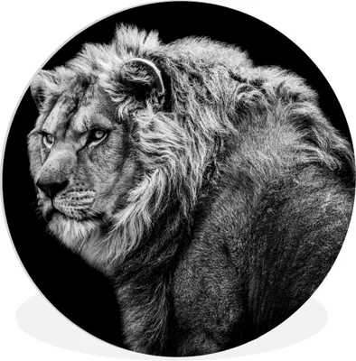 Produktbild von MuchoWow® Rundes Wandbild - Runde Bilder Löwe - Porträt - Wildtiere - Schwarz - Weiß Ø 90 cm Kreis Wanddekoration Kunststoff - Wandkreis - Wandschmuck - Wand-Kreis - Wohnzimmer - Bild - Runde - Wanddeko - Dibond - Kunstdrucke