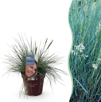 Image de Graminées ornementales - Festuca glauca Intense Blue - Bleu - Persistant - Rustique - 40-50cm - Ø17cm - Plante de jardin