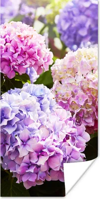 Produktbild von MuchoWow® Poster Blumen - Hortensie - Rosa - Blätter - Sonne 20x40 cm - Plakat - Foto