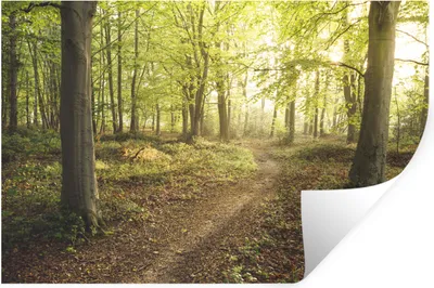 Produktbild von MuchoWow® Wandtattoo Wandsticker Wandaufkleber Wald - Weg - Sonnenaufgang 90x60 cm Selbstklebend und Repositionierbar - Aufkleber