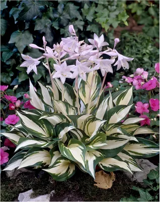 Produktbild von Stauden Gänge 3 x Hosta x fortunei 'Fire and Ice' im 1 Liter Topf - Funkie, Herzblatt-Lilie - Kontrastreich, elegant, atemberaubend schön