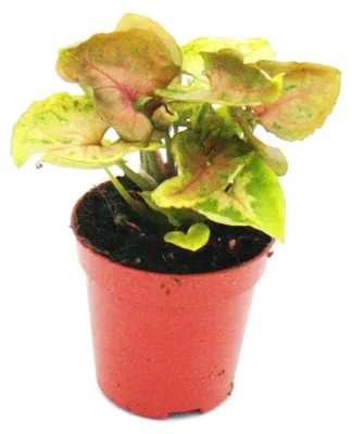 Produktbild von Mini-Pflanze Syngonium Purpurtute Ideal für kleine Schalen und Gläser Baby-Plant im 5,5cm Topf