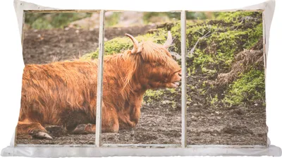 Produktbild von MuchoWow® Zierkissen Sofakissen Wohnzimmer Dekokissen 60x40 cm Schottische Hochlandrind - Ansicht - Natur - Kopfkissen - Polster mit Foto