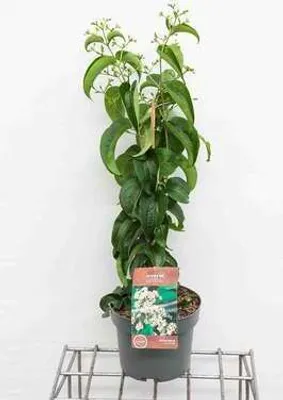 Obrázok produktu pre Heptacodium miconioides 'Tianshan'® ('minhep') - Sedem synov nebies Kvetina 60- 80 cm nádoba