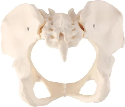 Zdjęcie produktu dla Model żeńskiego miednicy do celów edukacyjnych w anatomii