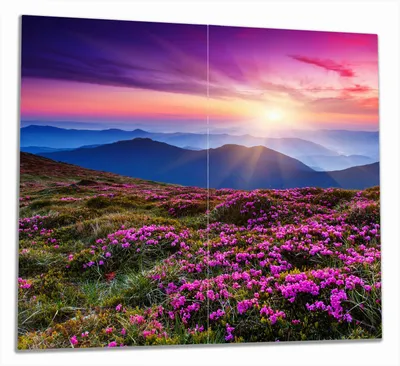 Produktbild von Wallario Herdabdeckplatte aus Glas, Größe 60 x 52 cm 2-teilig, Motiv Blumenbedeckte Wiese bei Sonnenuntergang