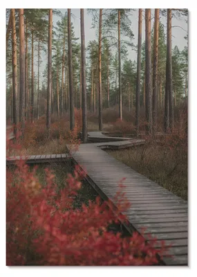 Zdjęcie produktu dla PLAKAT – 42 x 59 cm (A2) – Nitrozine – Leśna ścieżka, las, drzewa, jesienne kolory –  dekoracja ścienna do salonu, sypialni i przedpokoju, nowoczesny plakat, bez ramy