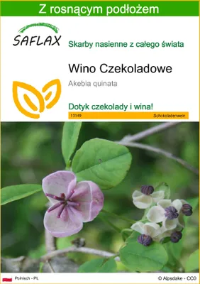 Zdjęcie produktu dla SAFLAX - Wino Czekoladowe - 10 Nasiona - Z podłożem uprawowym wolnym od zarazków - Akebia quinata