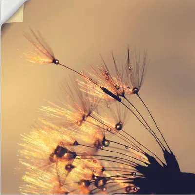 Produktbild von ARTland Wandbild, selbstklebend Pusteblume Goldene Schirmchen Größe: 70x70 cm