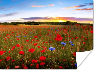 Produktbild von MuchoWow® Poster Blumen - Sonnenuntergang - Farben 40x30 cm - Plakate für die Wände - Poster Wohnzimmer