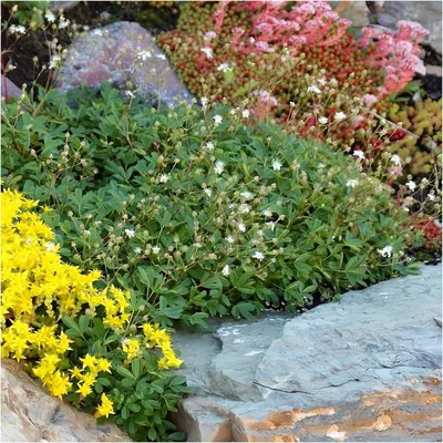 Produktbild von Stauden Gänge 100 x Potentilla tridentata 'Nuuk‘ - Teppich-Fingerkraut - Bodendecker mit nordischem Charme - sehr Bienenfreundlich - Immergrün