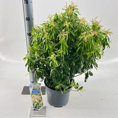 Immagine prodotto di Pieris jap. 'Rosalinda' - Campanella dell'ombra | 50-60 cm in vaso