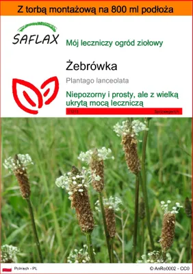 Zdjęcie produktu dla SAFLAX - Garden in the bag - Żebrówka - 100 Nasiona - Z podłożem uprawowym w praktycznej, samorozkładającej się torbie - Plantago lanceolata
