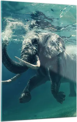 Produktbild von Bilder auf glas - Einteilig - Elefant Tier Wasser - 50x70cm - Glasbilder - Wandbilder - Bilder - zum Aufhängen bereit - Wanddekoration aus Glas - Glas Bilder - Wandbild auf Glas - GPA50x70-3944