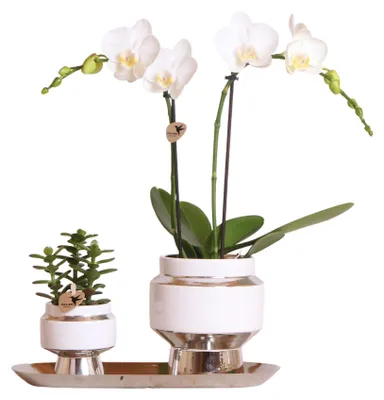 Immagine prodotto di Kolibri Company - Set di orchidee bianche e piante grasse su vassoio argentato - Fresche dal coltivatore