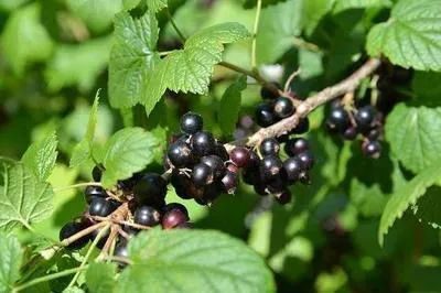 Produktbild von Ribes nigrum - Schwarze Johannisbeere | 25 cm im topf
