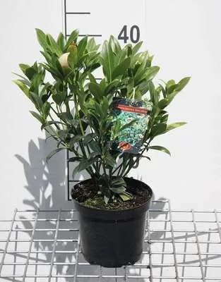 Obrázok produktu pre Skimmia jap. 'Kew White' - Japonská kvitnúca skimmia Kew White 25- 30 cm - Kontajner