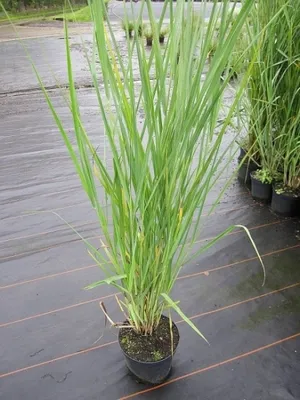 Produktbild von Panicum virgatum Cloud Nine - Rutenhirse Cloud Nine
