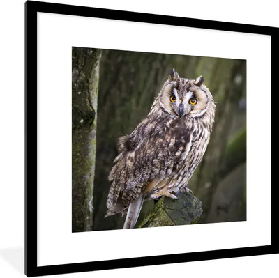 Produktbild von MuchoWow® Gerahmtes Poster Eule - Nahaufnahme - Baum 40x40 cm - Poster mit Schwarzem Bilderrahmen Wandposter Rahmen Foto Bilder - Poster - Plakat im Rahmen