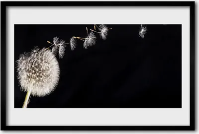 Produktbild von Bild 60x40 MDF-Rahmen Wandkunst Löwenzahn-Blumen-Anlage