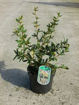 Obrázok produktu pre Berberis julianae - Berberis julianae 30- 40 cm kontajner