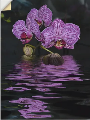 Produktbild von ARTland Wandbild, selbstklebend Wasserorchidee Größe: 45x60 cm