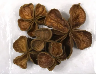 Zdjęcie produktu dla Nohel Dekoracja ogrodowa suchy ląd lotos naturalny 5szt